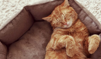 Dormir com animais de estimação faz mal à saúde?